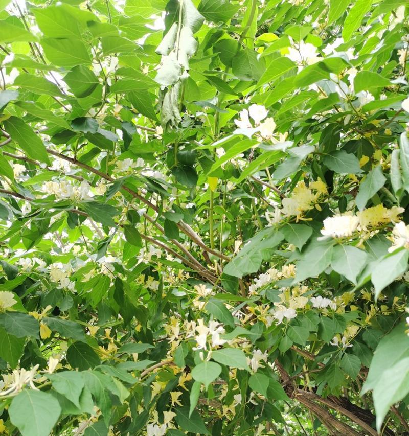 樟树的花语代表什么？樟树的花语有何特别之处？