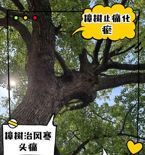 樟树的花语代表什么？樟树的花语有何特别之处？