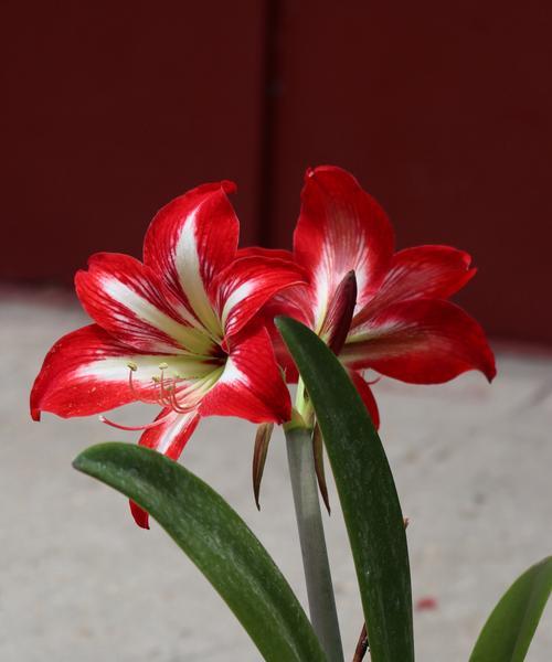 朱顶红的花语是什么？朱顶红的花语有何寓意？