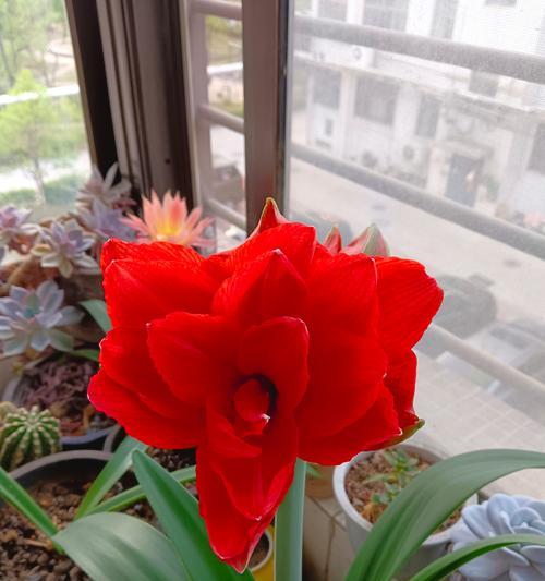 朱顶红的花语是什么？朱顶红的花语有何寓意？