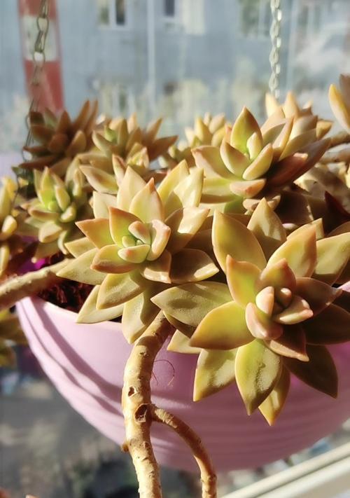 铭月花语有何深意？铭月的花语是什么？