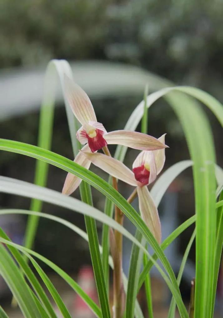 柳兰的花语是什么意思？柳兰的花语有何特点？