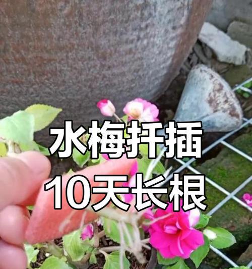 水梅的花语是什么？水梅的花语有何寓意？