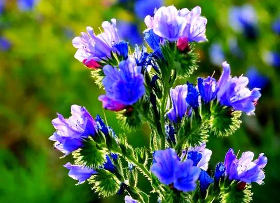 蓝蓟的花语有何含义？蓝蓟的花语是什么？
