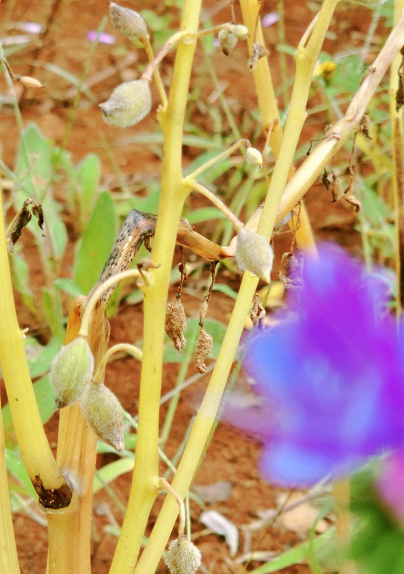 蓝蓟的花语有何含义？蓝蓟的花语是什么？