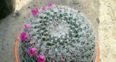 玉翁的花语有何深意？玉翁的花语是什么？