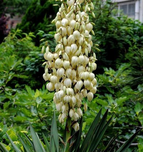 丝兰的花语是什么？丝兰的花语有何特点？