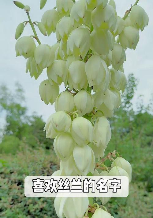 丝兰的花语是什么？丝兰的花语有何特点？