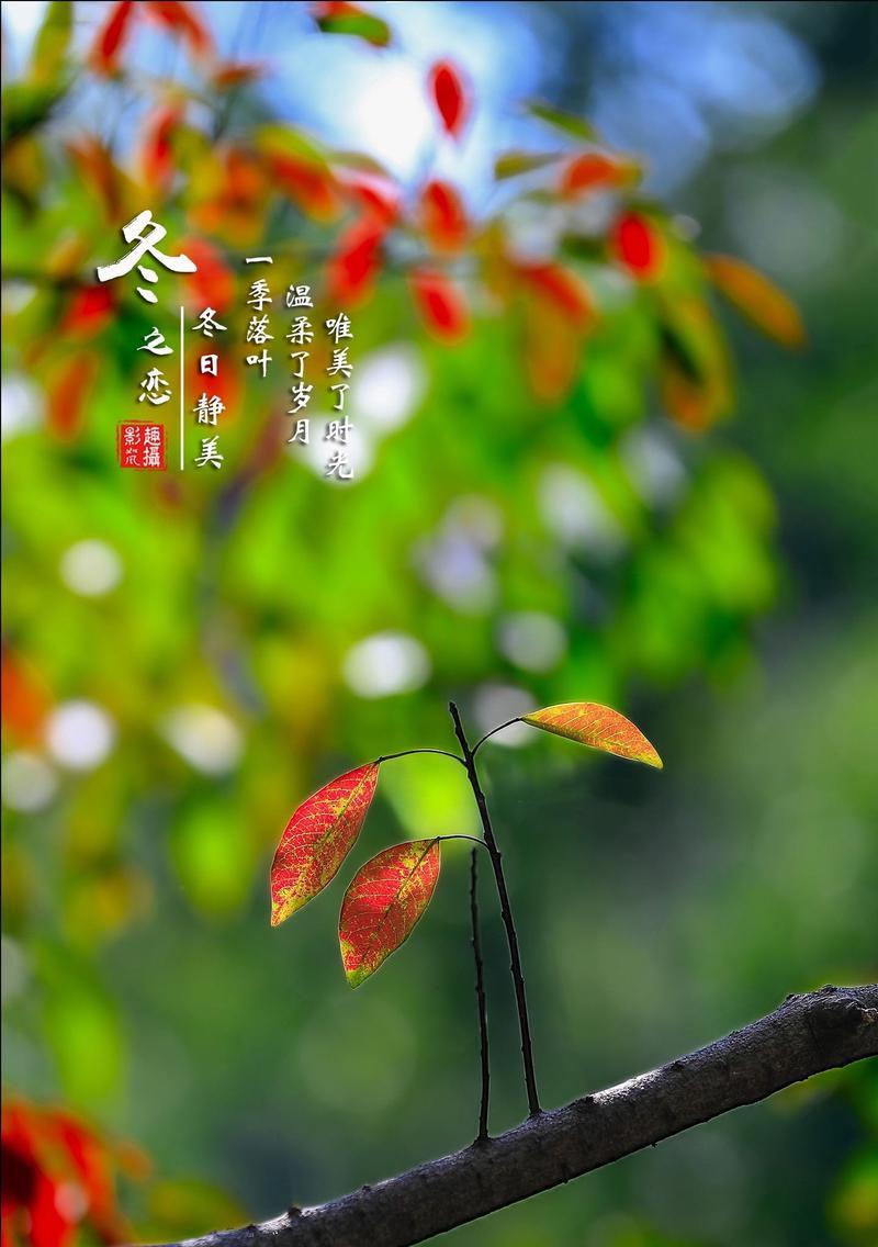 落叶的花语代表什么？落叶的花语有何含义？