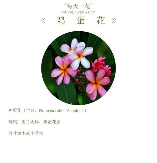 落叶的花语代表什么？落叶的花语有何含义？