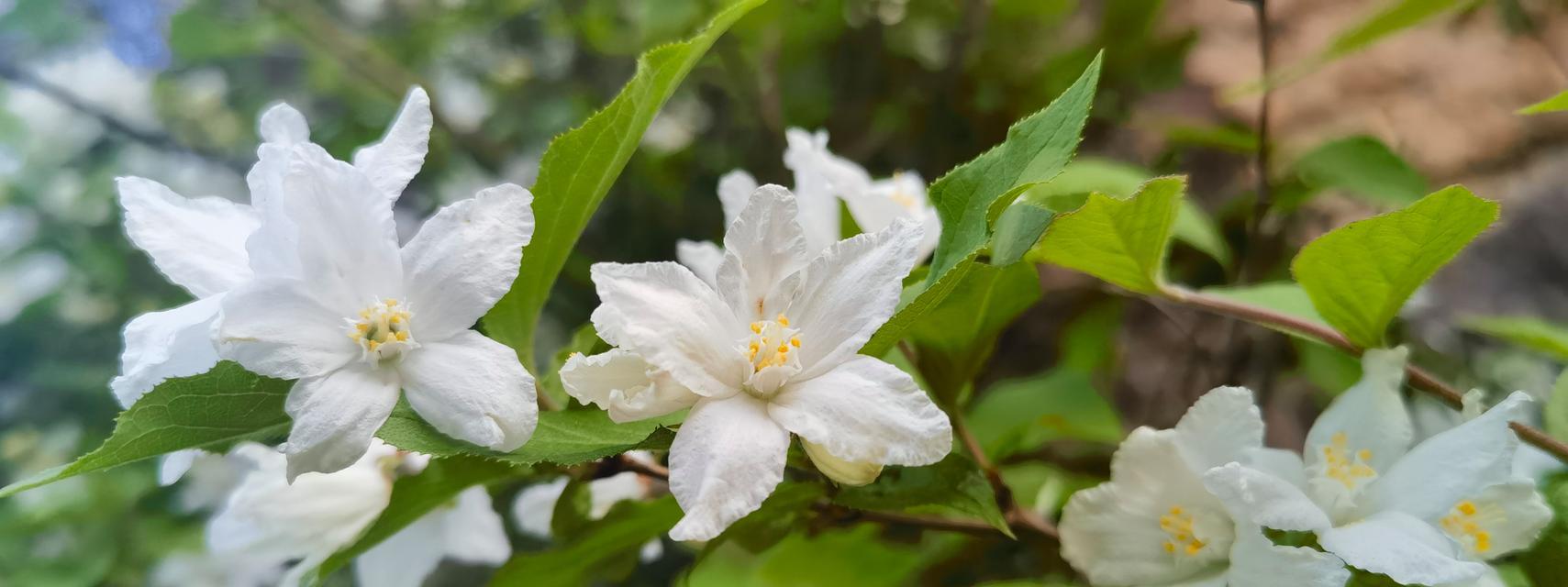 溲疏的花语代表什么？溲疏的花语有何含义？