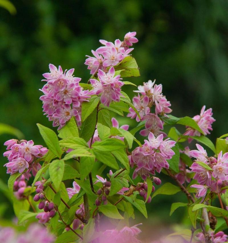 溲疏的花语代表什么？溲疏的花语有何含义？