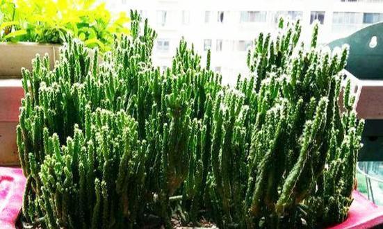 绿珊瑚的花语是什么？绿珊瑚的花语有何寓意？