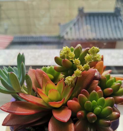 赤鬼城花语是什么？赤鬼城的花语有何特殊含义？