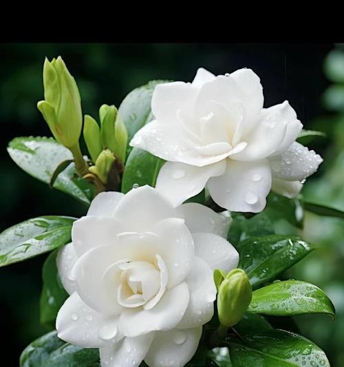 栀子树花语有哪些？栀子树的花语象征着什么？