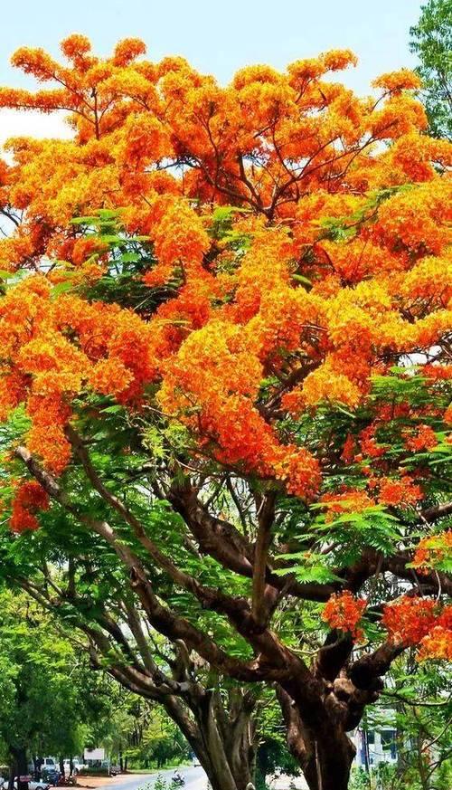 大树的花语是什么？大树的花语有何深意？