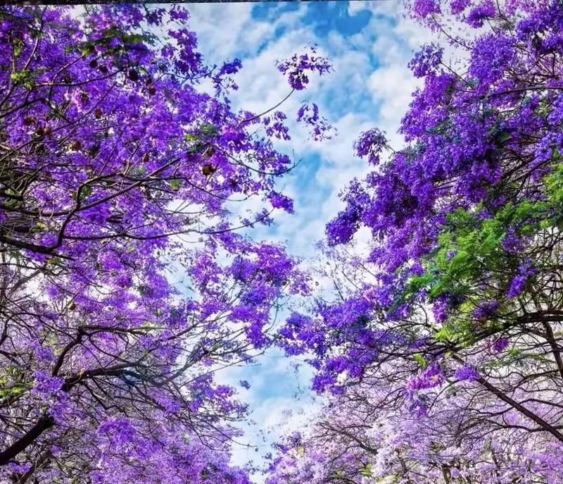 大树的花语是什么？大树的花语有何深意？
