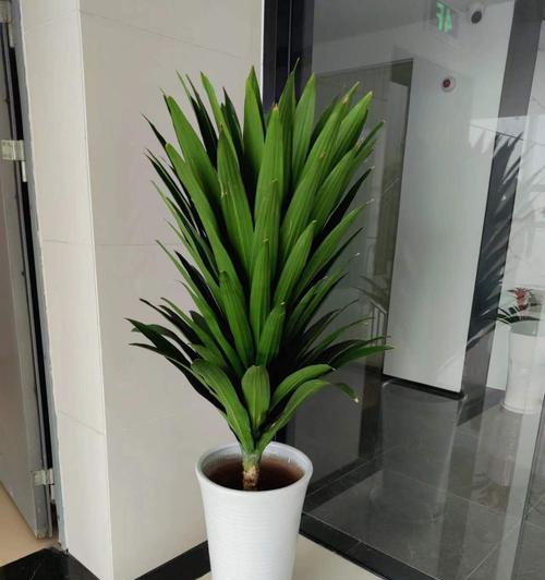 也门铁花语是什么？也门铁的花语有何象征？