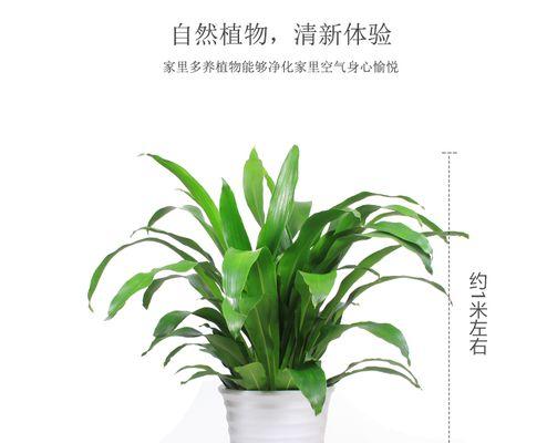 也门铁花语是什么？也门铁的花语有何象征？