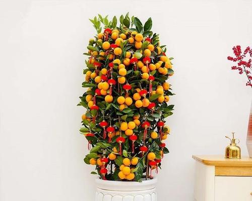 金橘的花语有何含义？金橘的花语代表什么？