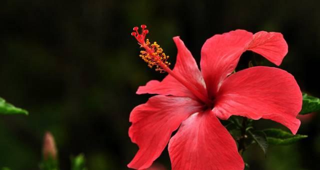 金橘的花语有何含义？金橘的花语代表什么？