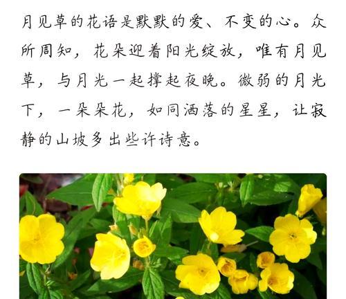 青美人花语是什么？青美人的花语有何寓意？