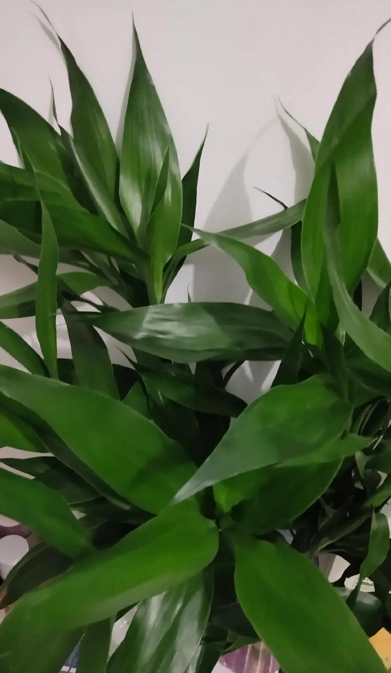 平安竹花语有何意义？平安竹的花语象征着什么？
