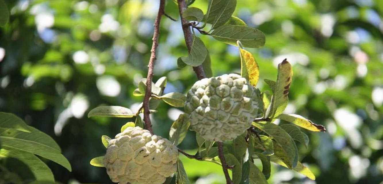 番荔枝花语是什么意思？番荔枝的花语有何特点？