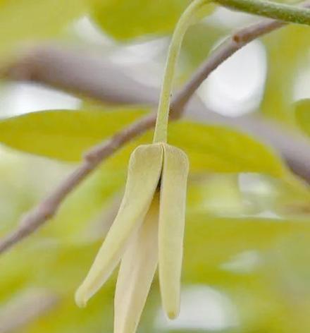 番荔枝花语是什么意思？番荔枝的花语有何特点？