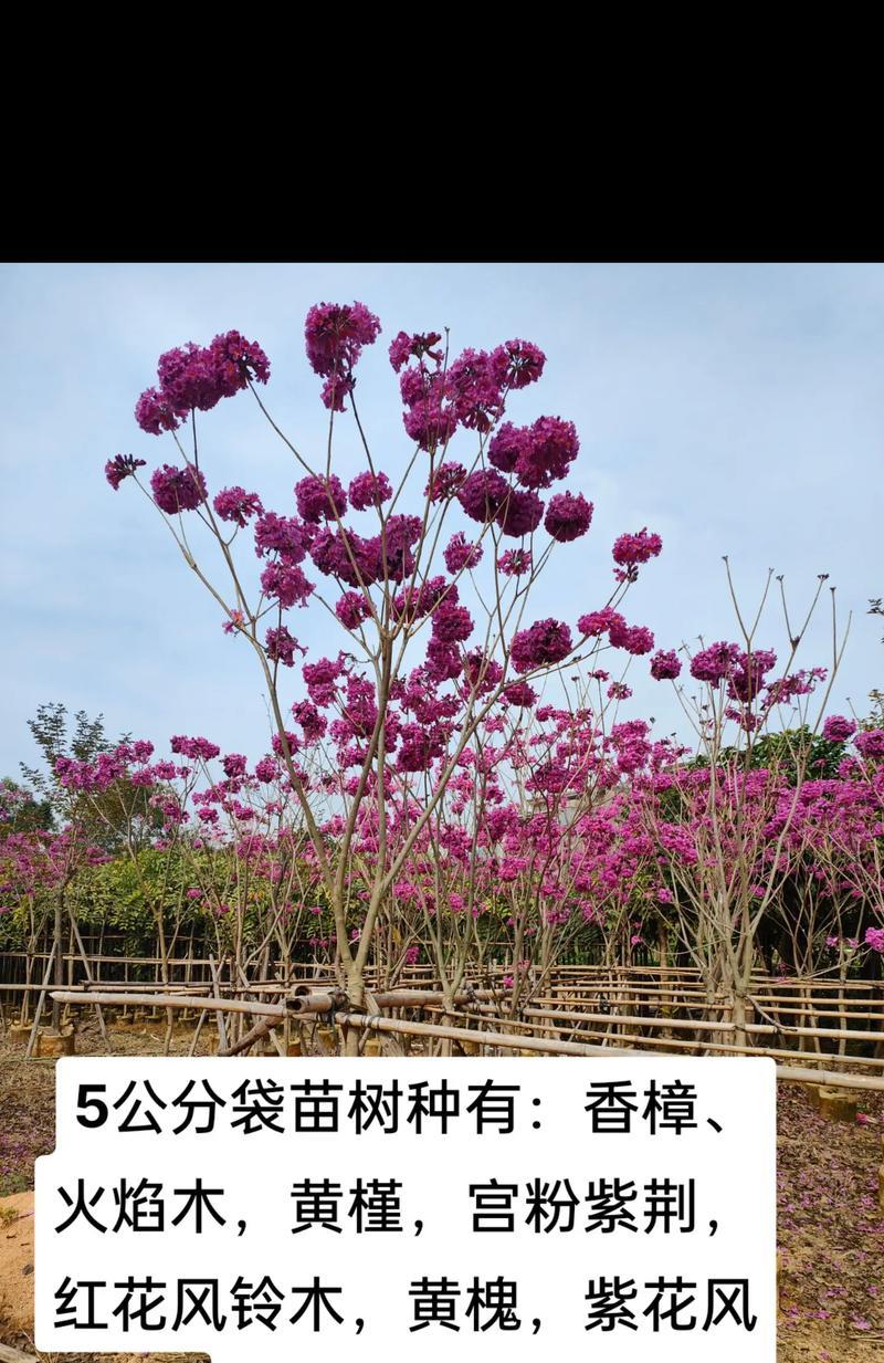 槐树花花语有何含义？槐树花的花语代表什么？