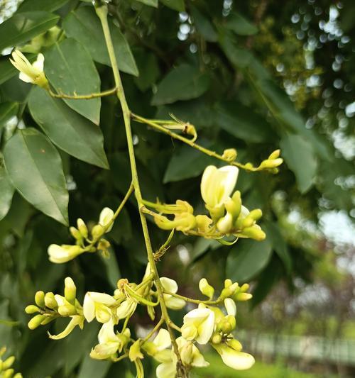 槐树花花语有何含义？槐树花的花语代表什么？