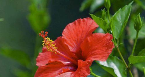 绵花的花语有何深意？绵花的花语代表什么？