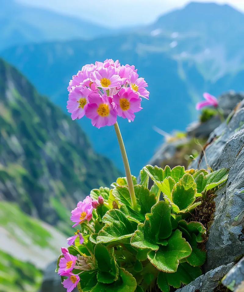 绵花的花语有何深意？绵花的花语代表什么？