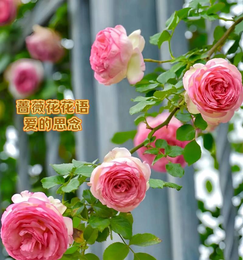 绵花的花语有何深意？绵花的花语代表什么？