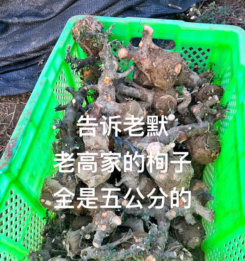 栒子的花语有何含义？栒子的花语代表什么？