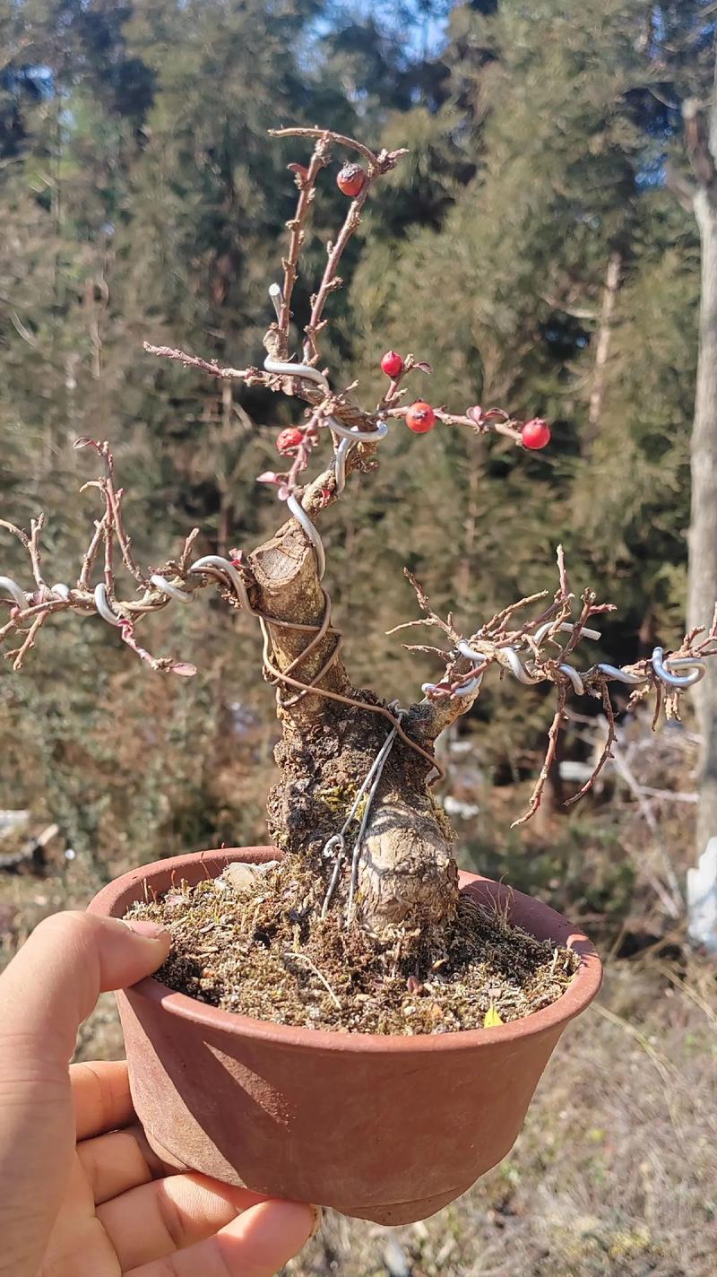 栒子的花语有何含义？栒子的花语代表什么？