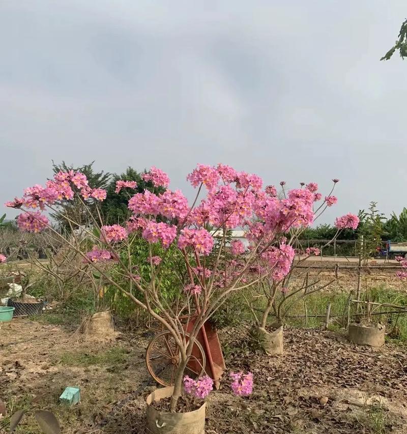 风玲草花语是什么意思？风玲草的花语有何象征？