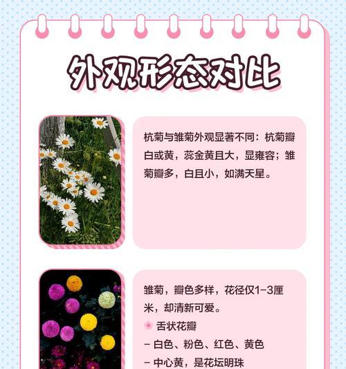 杭菊的花语是什么？杭菊的花语有何寓意？