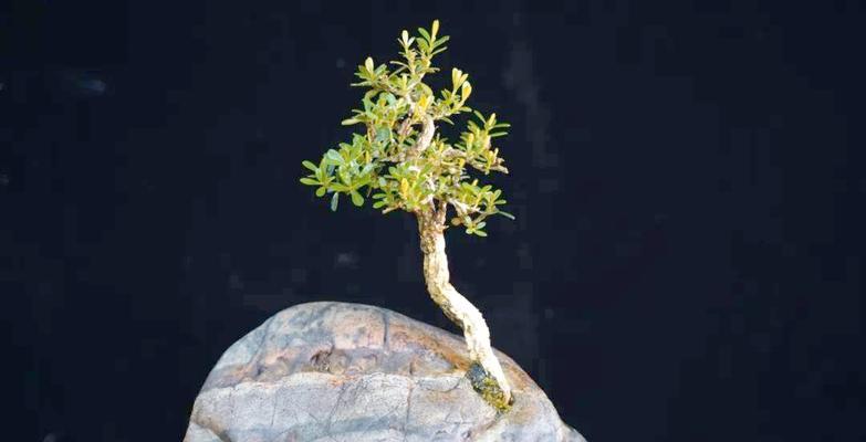 花语石花卉是什么？如何挑选合适的花语石花卉？