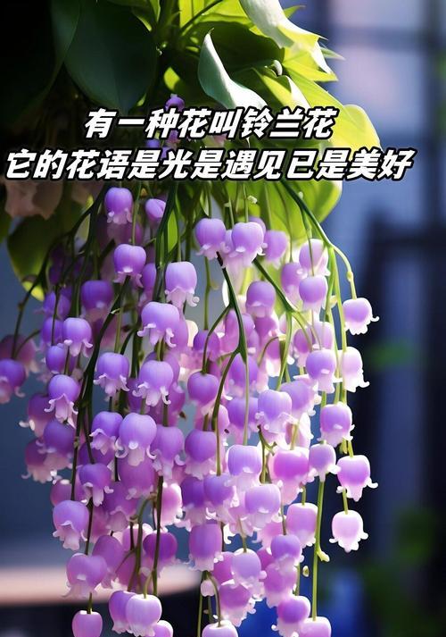 每种花的花语都有什么？如何了解不同花卉的花语？