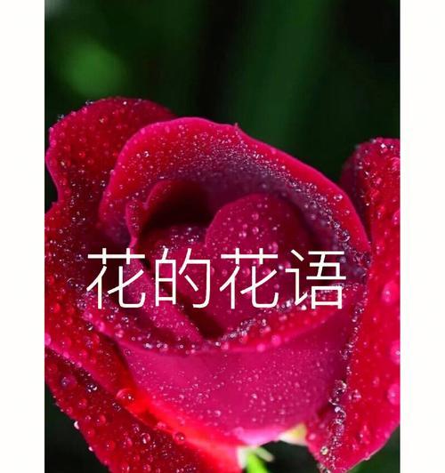 爱我的花语有哪些？如何用花语表达爱意？