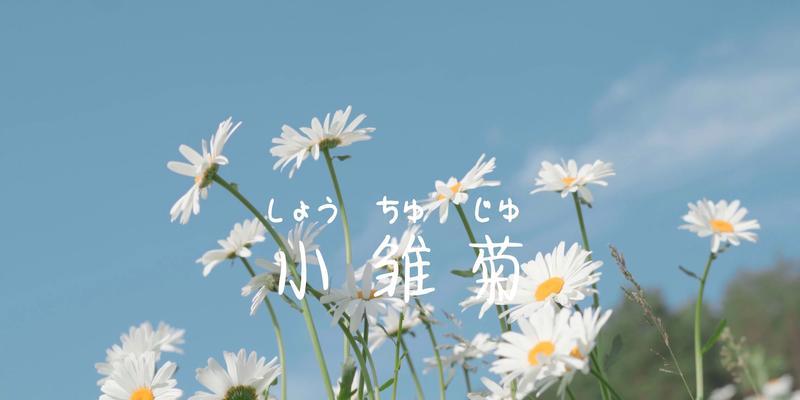 追寻的花语是什么？花语如何帮助我们找到人生方向？