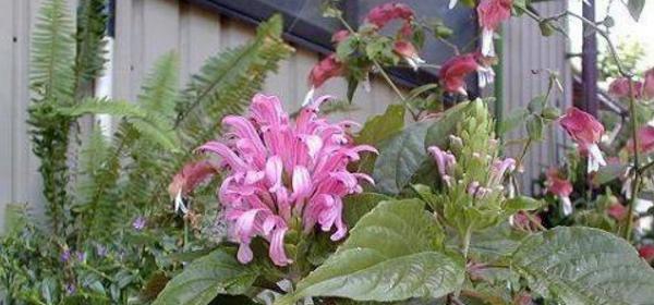 看珊瑚花语有何特别之处？珊瑚花在花语中的意义是什么？