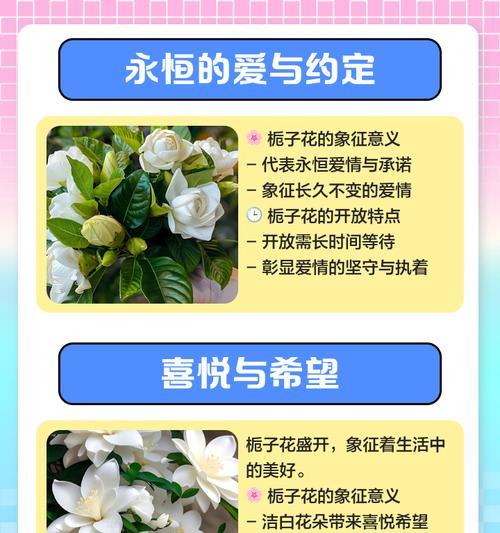 花语美的花有哪些？它们各自代表什么意义？