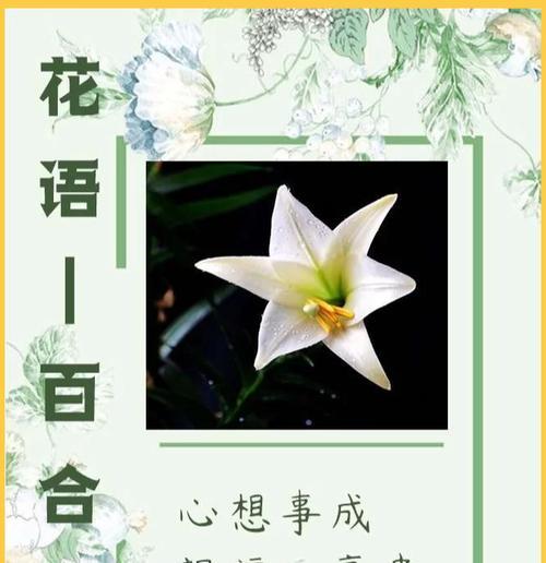 花语美的花有哪些？它们各自代表什么意义？