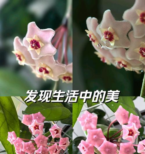 兰草话花语是什么意思？兰花的花语有哪些？