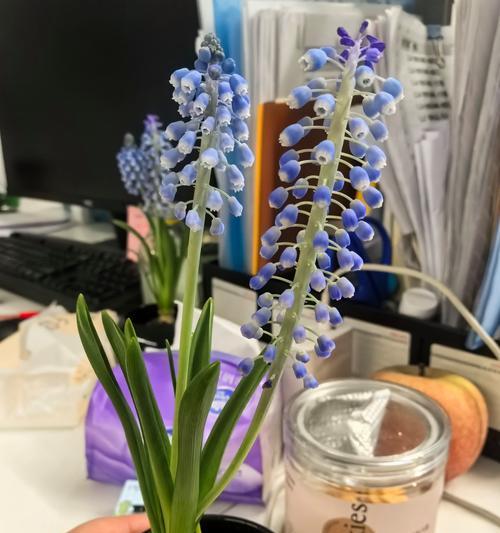 兰草话花语是什么意思？兰花的花语有哪些？