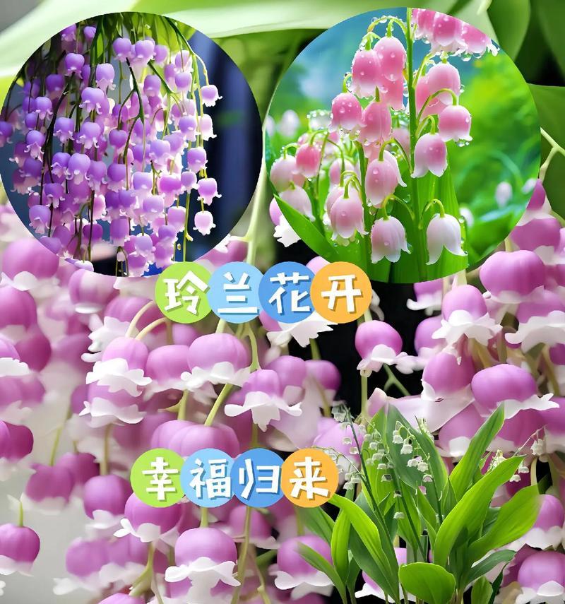 兰草话花语是什么意思？兰花的花语有哪些？