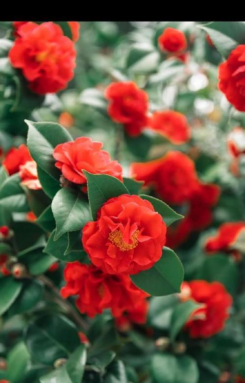 花语荼蘼花有哪些含义？荼蘼花代表了什么？