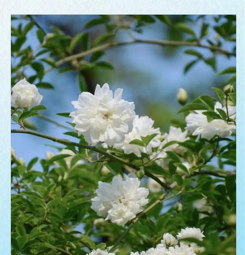 花语荼蘼花有哪些含义？荼蘼花代表了什么？